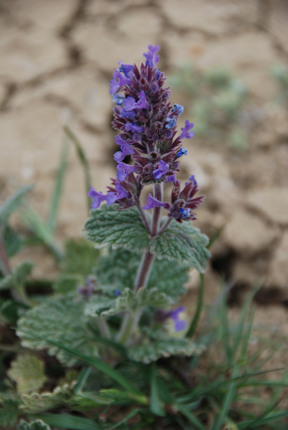 Image of Nepeta amoena specimen.