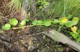 Calla palustris