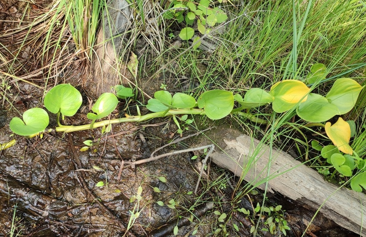 Image of Calla palustris specimen.