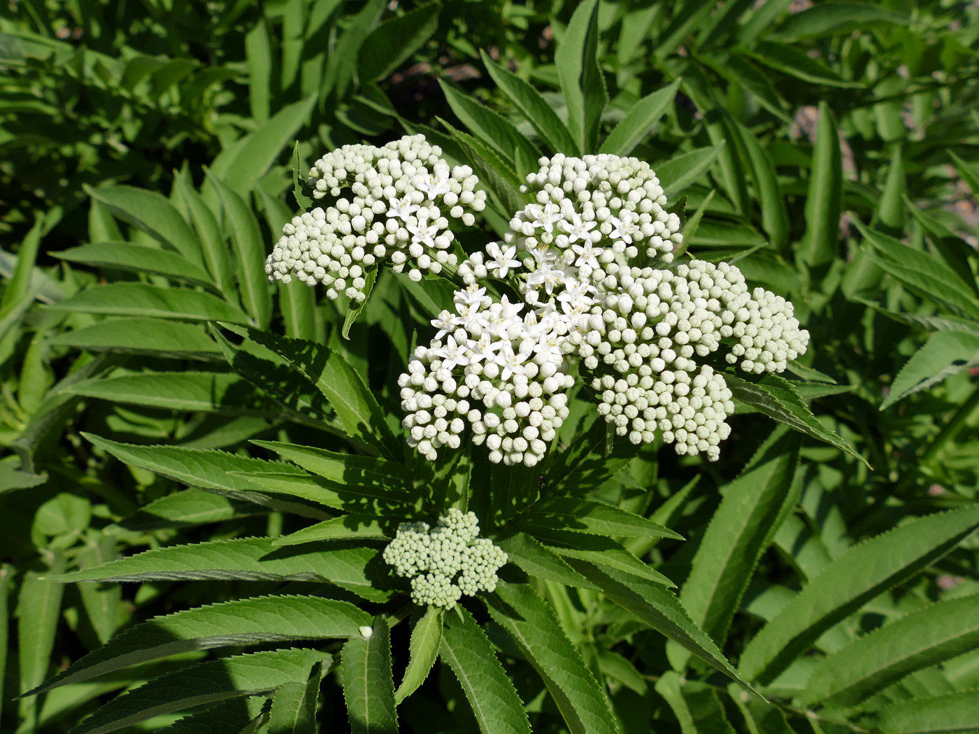 Изображение особи Sambucus ebulus.