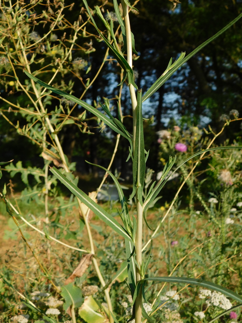 Image of Lactuca saligna specimen.