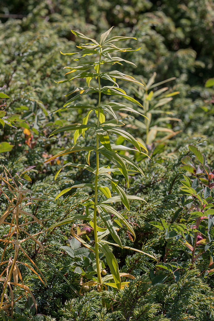 Изображение особи Polygonatum verticillatum.