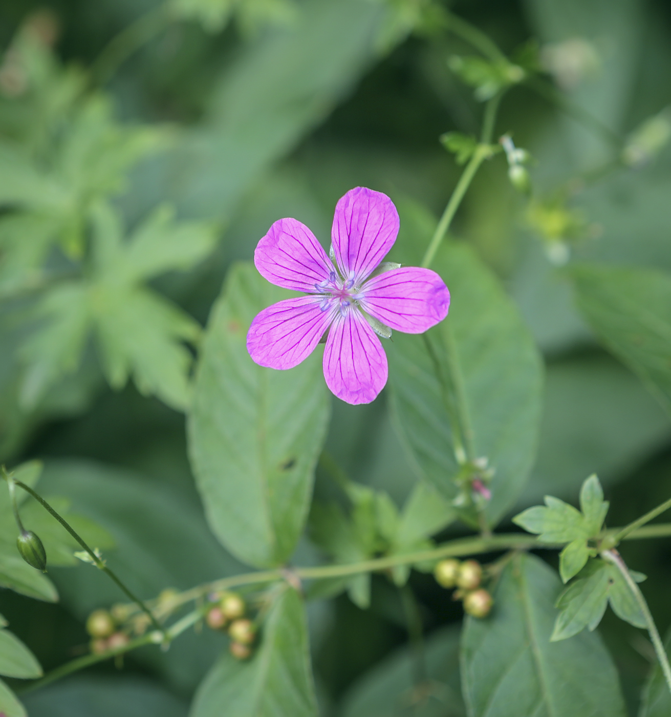 Image of Geranium palustre specimen.