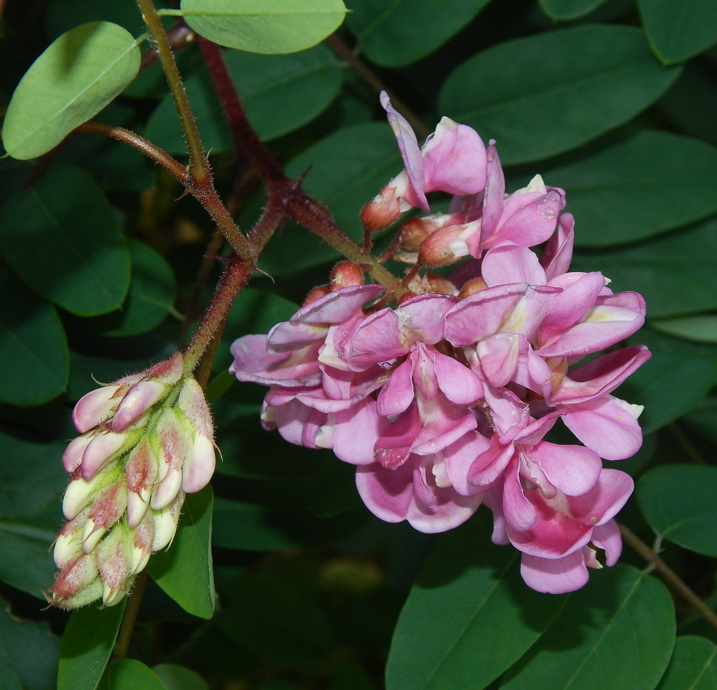 Image of genus Robinia specimen.