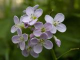 Cardamine macrophylla