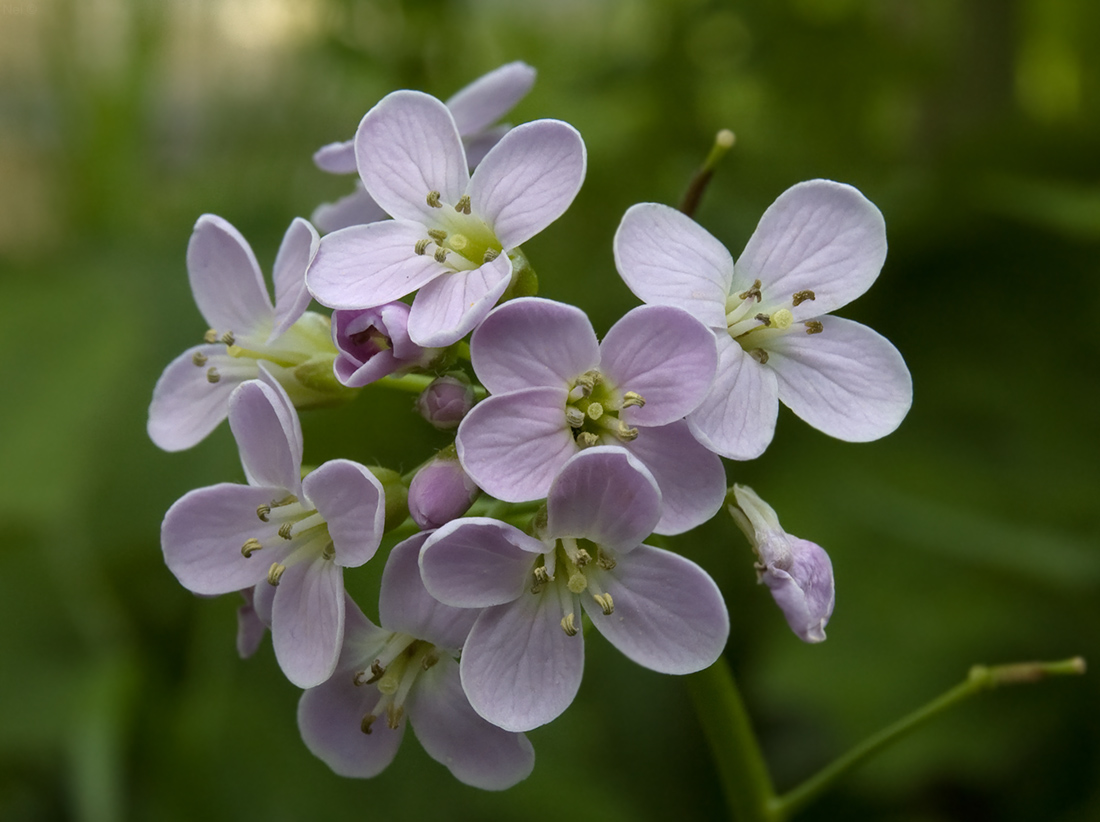 Изображение особи Cardamine macrophylla.