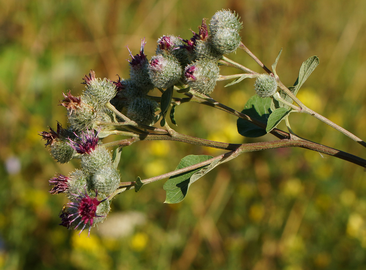 Image of Arctium tomentosum specimen.