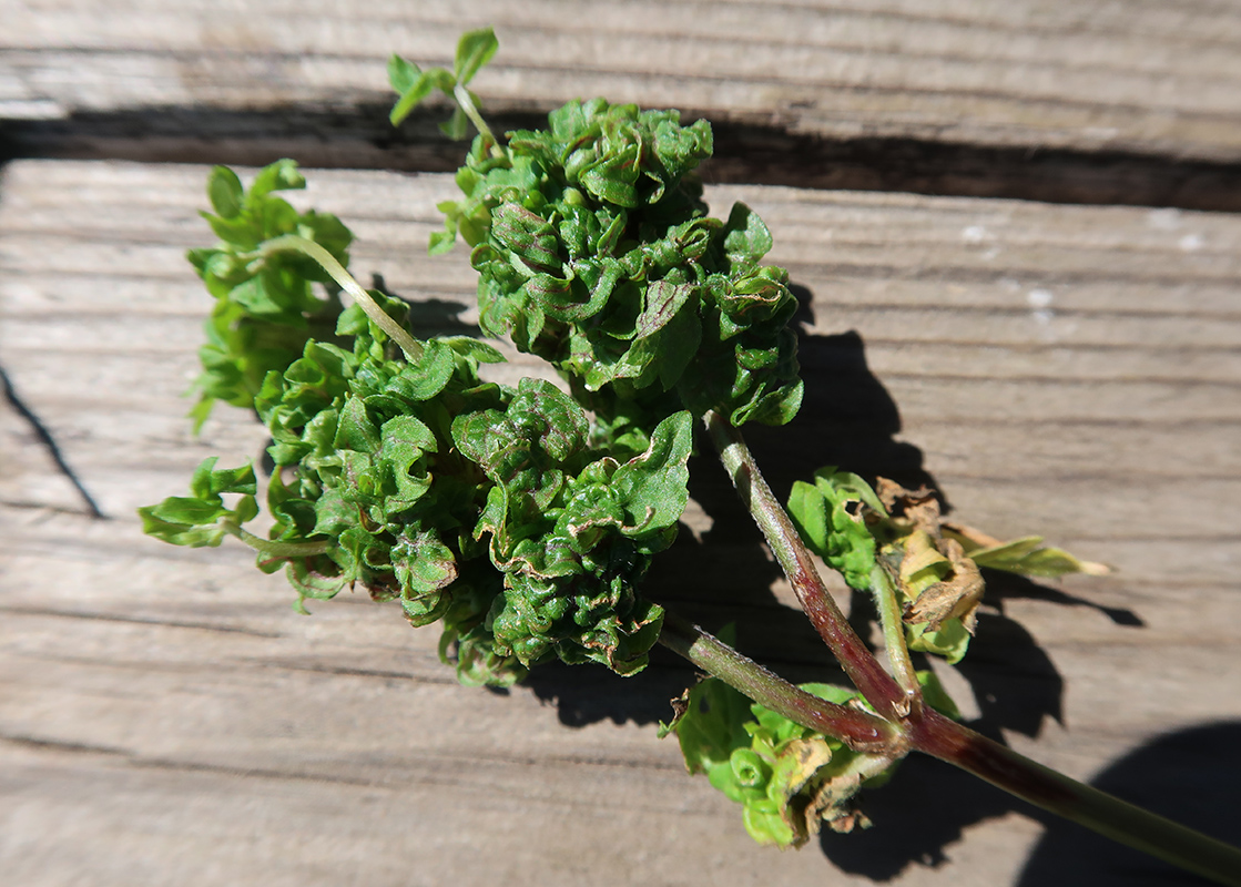 Image of genus Geranium specimen.