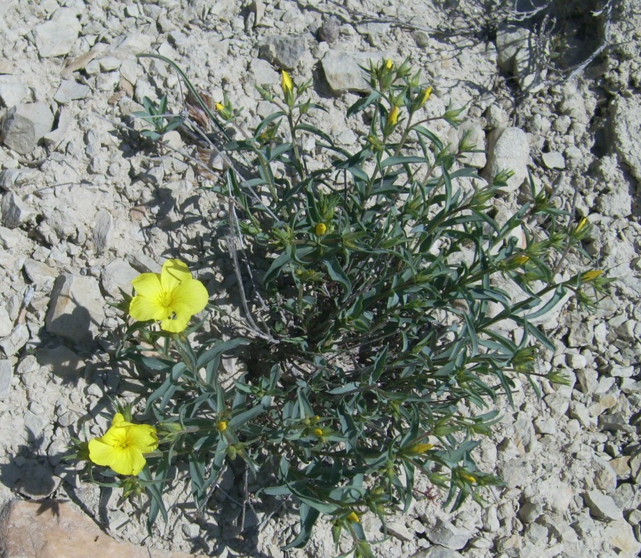 Image of Linum alexeenkoanum specimen.