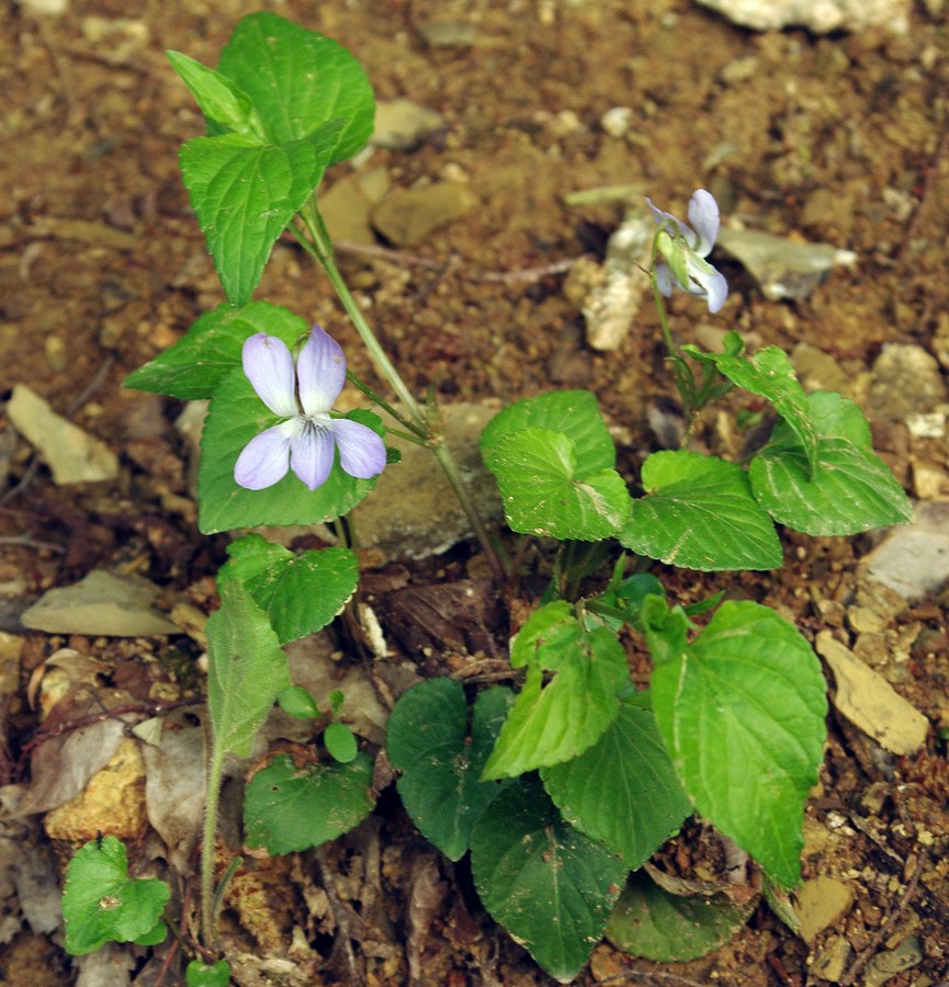 Image of Viola reichenbachiana specimen.