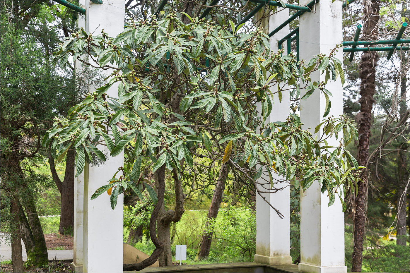 Изображение особи Eriobotrya japonica.