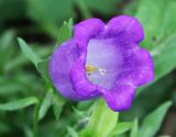 Campanula medium