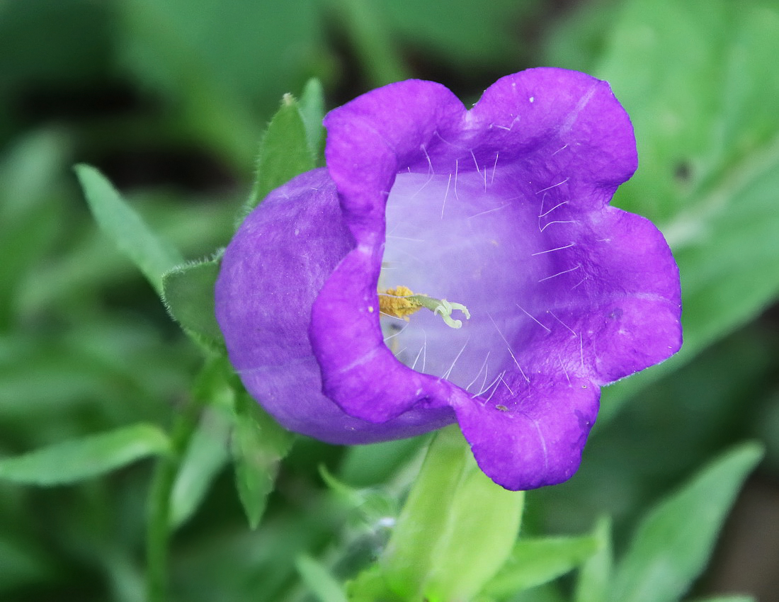 Image of Campanula medium specimen.