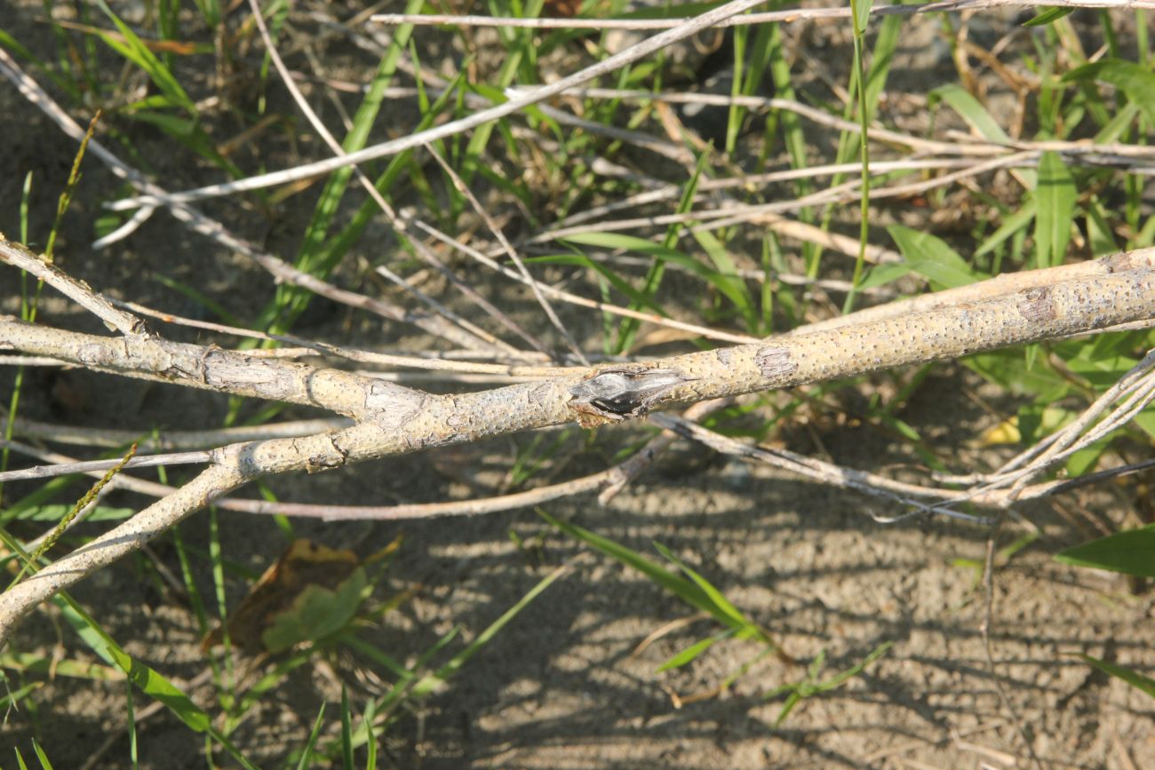 Image of Salix ledebouriana specimen.