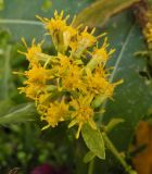 Solidago flexicaulis