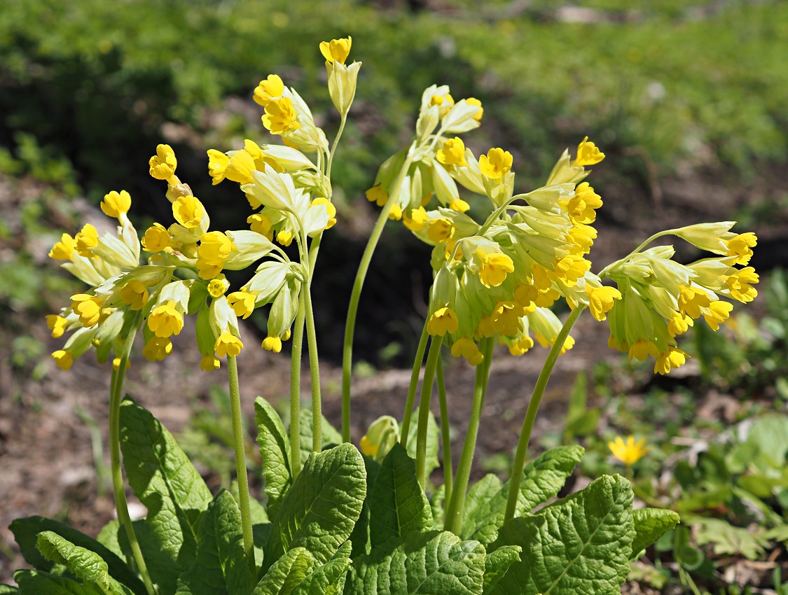 Изображение особи Primula macrocalyx.