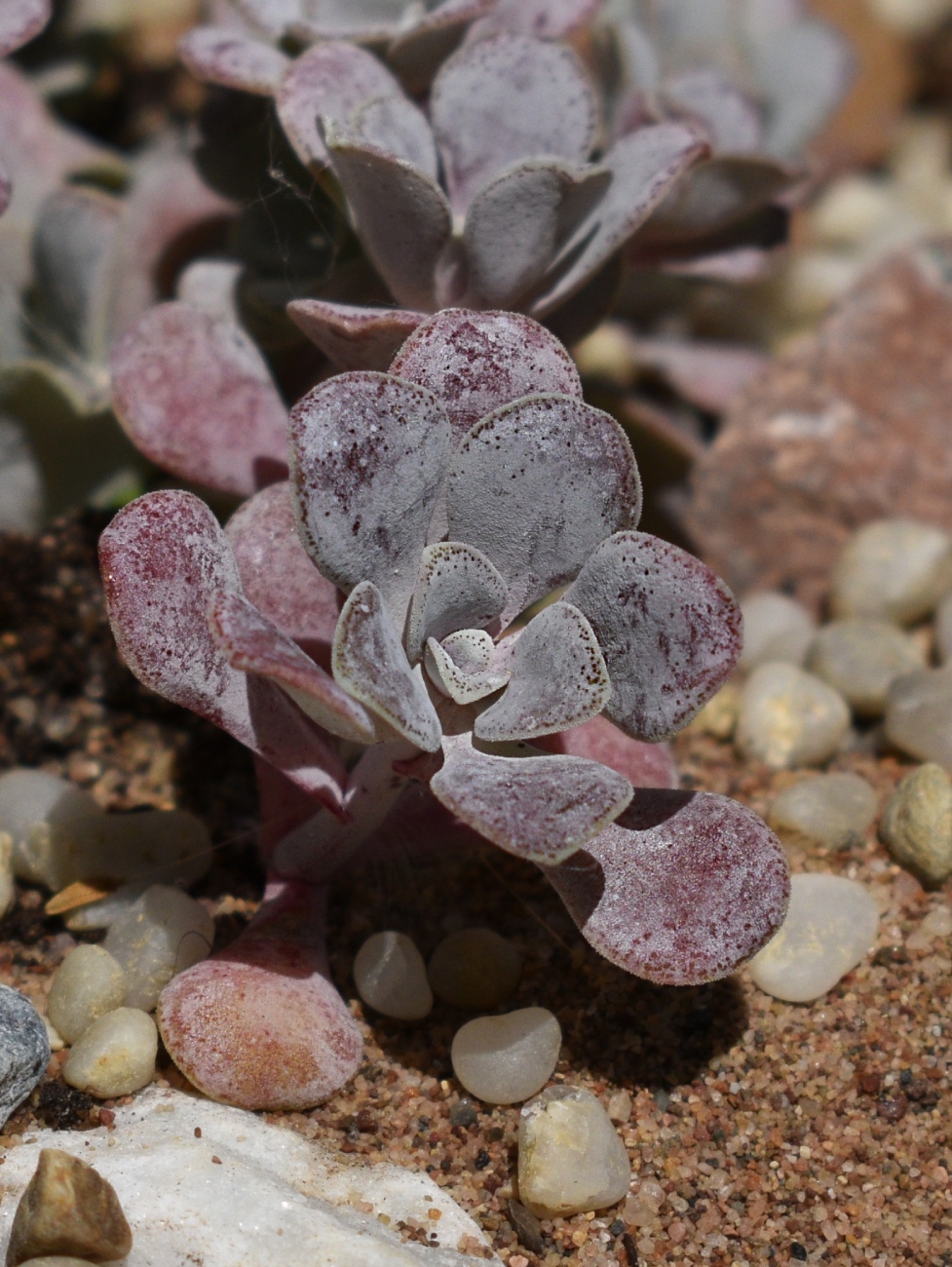 Image of Sedum spathulifolium specimen.