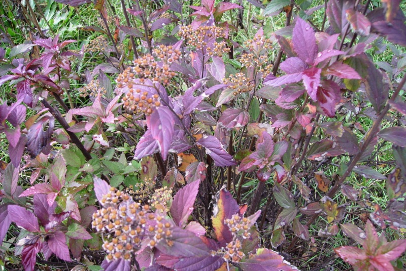 Image of Spiraea japonica specimen.