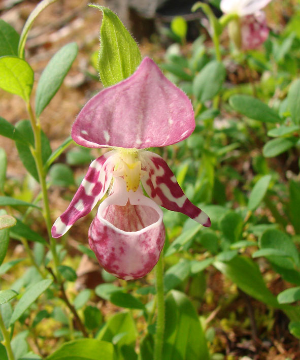 Image of Cypripedium guttatum specimen.