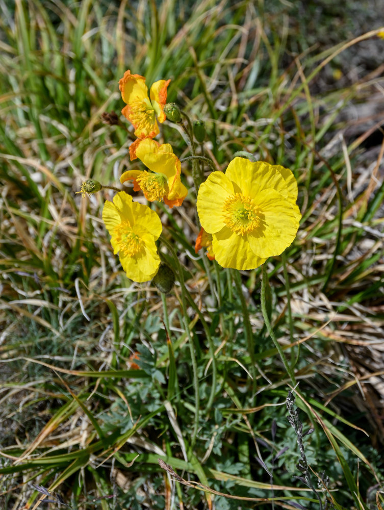 Image of Papaver croceum specimen.