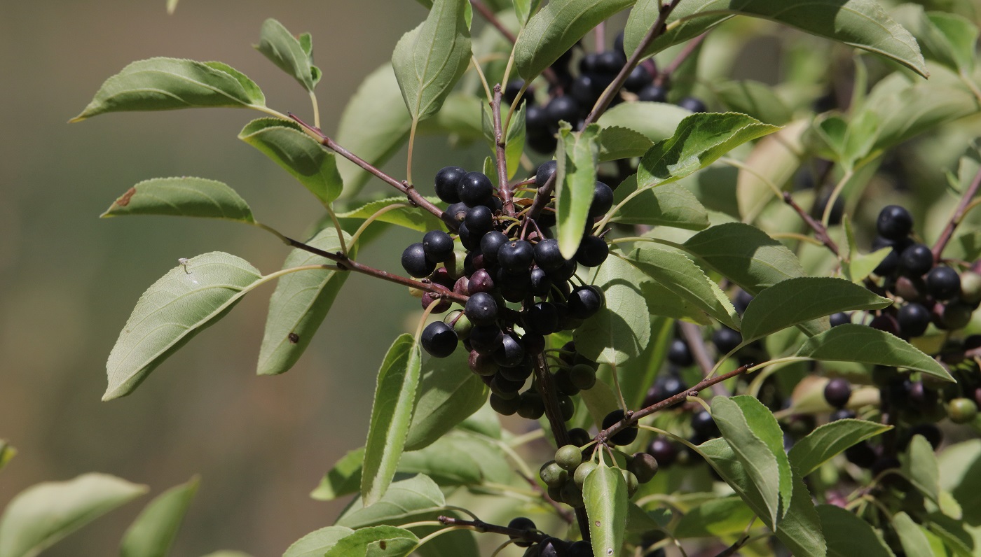 Image of Rhamnus cathartica specimen.