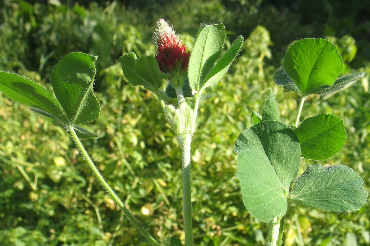 Image of Trifolium incarnatum specimen.