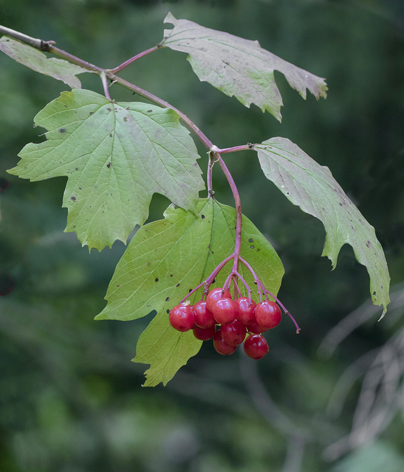 Image of Viburnum opulus specimen.