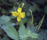 Chelidonium majus. Цветок в каплях дождя. Москва, ГБС РАН, дендрарий, газон. 15.09.2022.