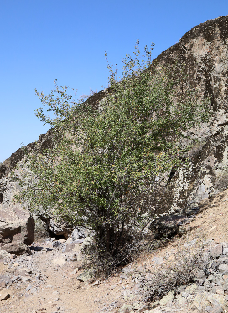 Изображение особи Prunus sogdiana.
