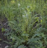 Pyrethrum corymbosum