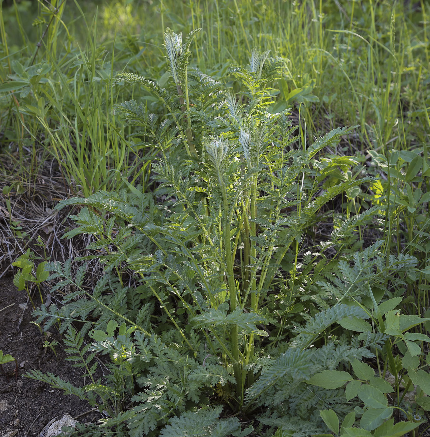 Изображение особи Pyrethrum corymbosum.