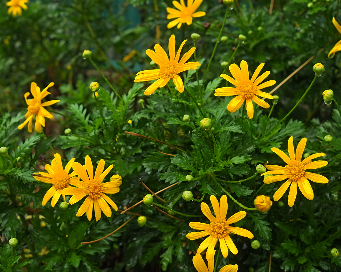 Изображение особи семейство Asteraceae.