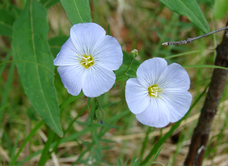 Image of Linum komarovii specimen.