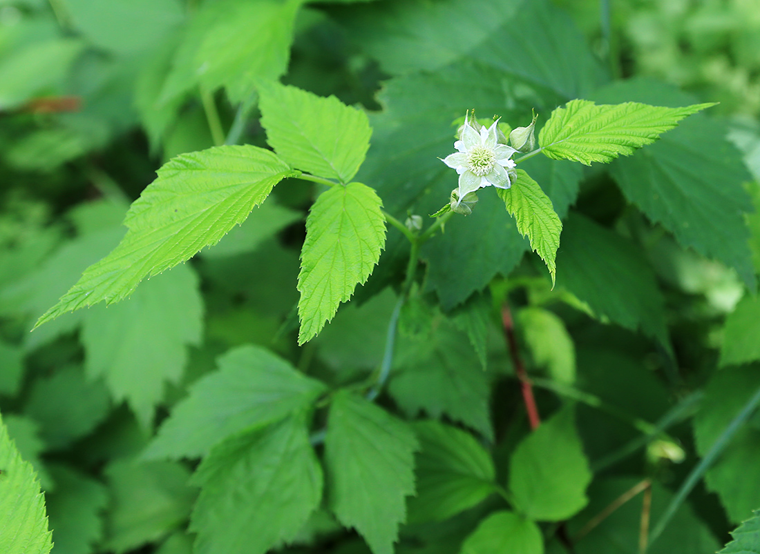 Image of Rubus occidentalis specimen.