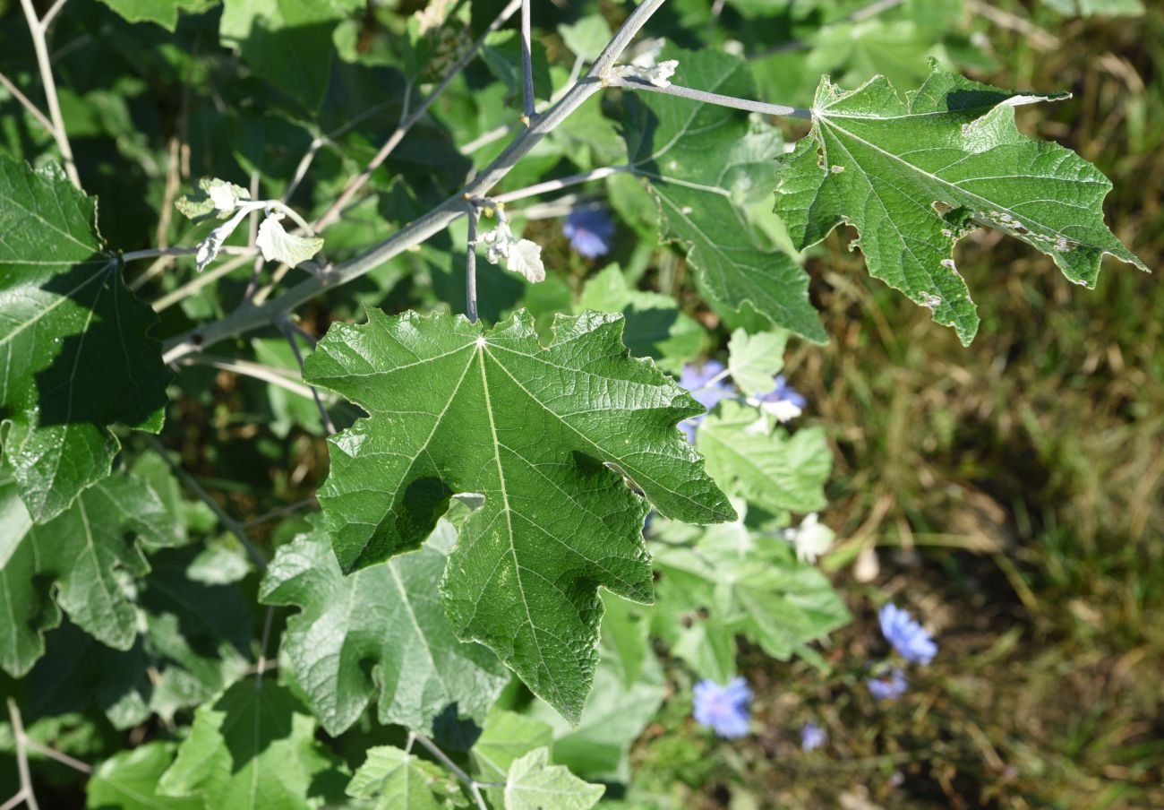 Image of Populus alba specimen.