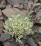 Alyssum umbellatum. Соплодие. Крым, городской округ Алушта, мыс Плака, сланцевый склон. 01 мая 2021 г.