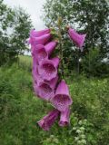 Digitalis purpurea. Соцветие. Беларусь, Гродненская обл., Новогрудский р-н, окр. дер. Большие Лезневичи, окраина зарастающей вырубки в ельнике чернично-зелёномошном. 03.07.2022.