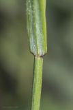 Agropyron pectinatum