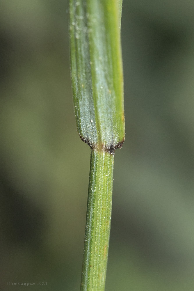 Изображение особи Agropyron pectinatum.