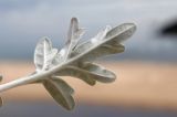 Artemisia stelleriana. Лист (вид на абаксиальную поверхность). Приморье, Лазовский р-н, окр. бух. Петрова, песчаная прибрежная полоса. 31.08.2022.