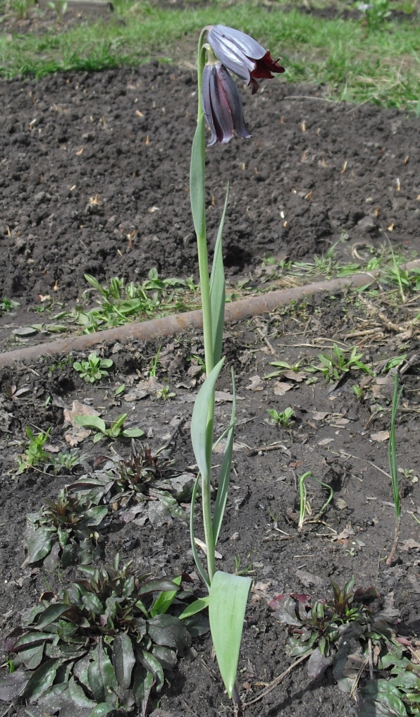 Image of Fritillaria caucasica specimen.