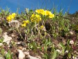 Draba hispida