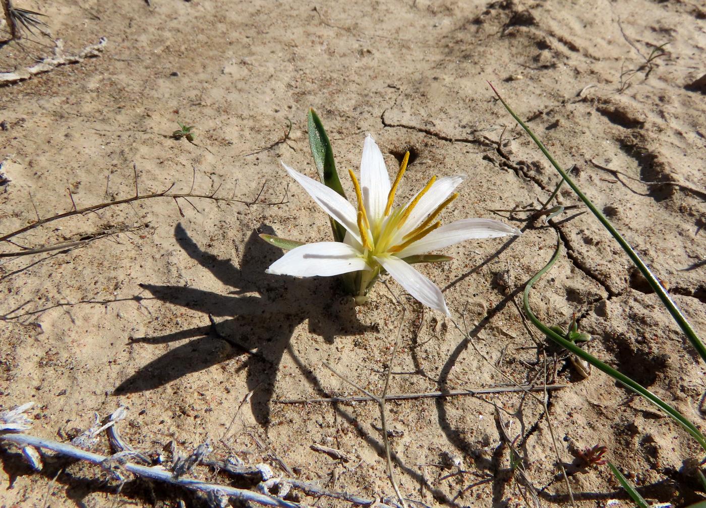 Image of Merendera robusta specimen.