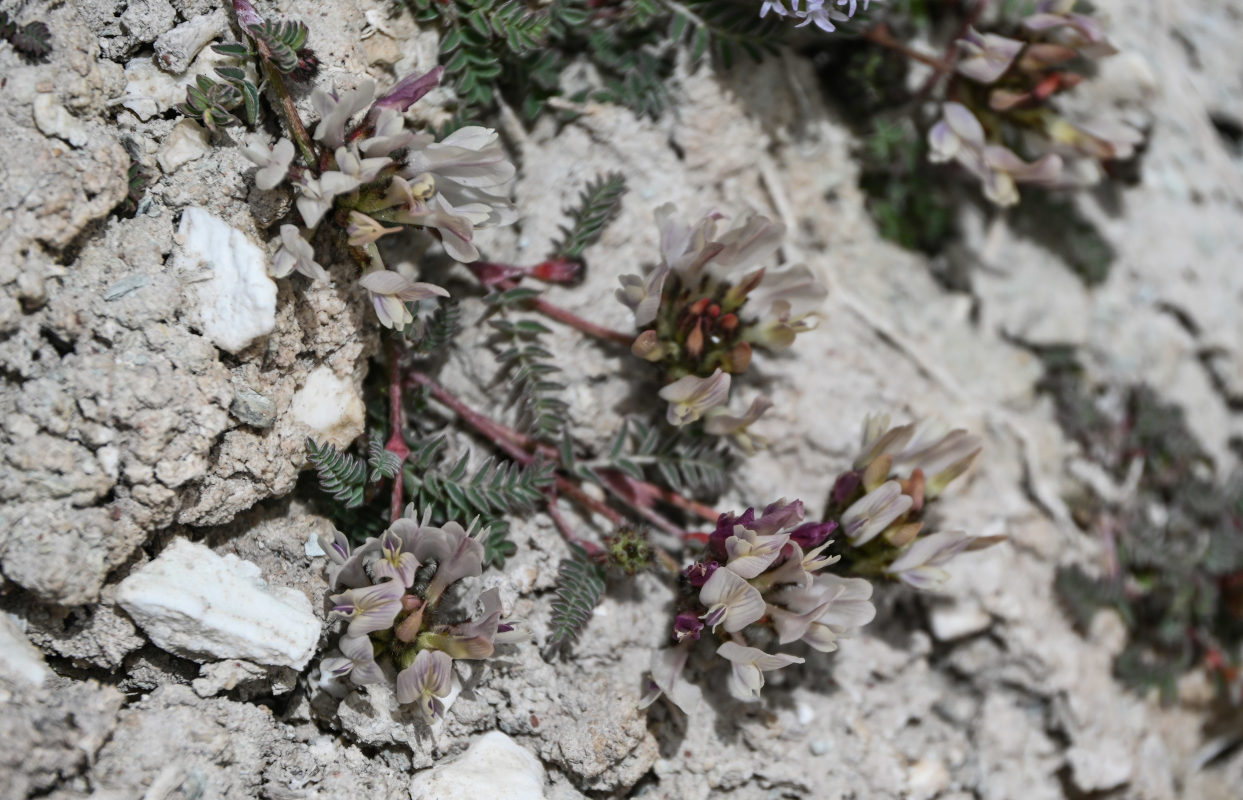 Изображение особи род Astragalus.