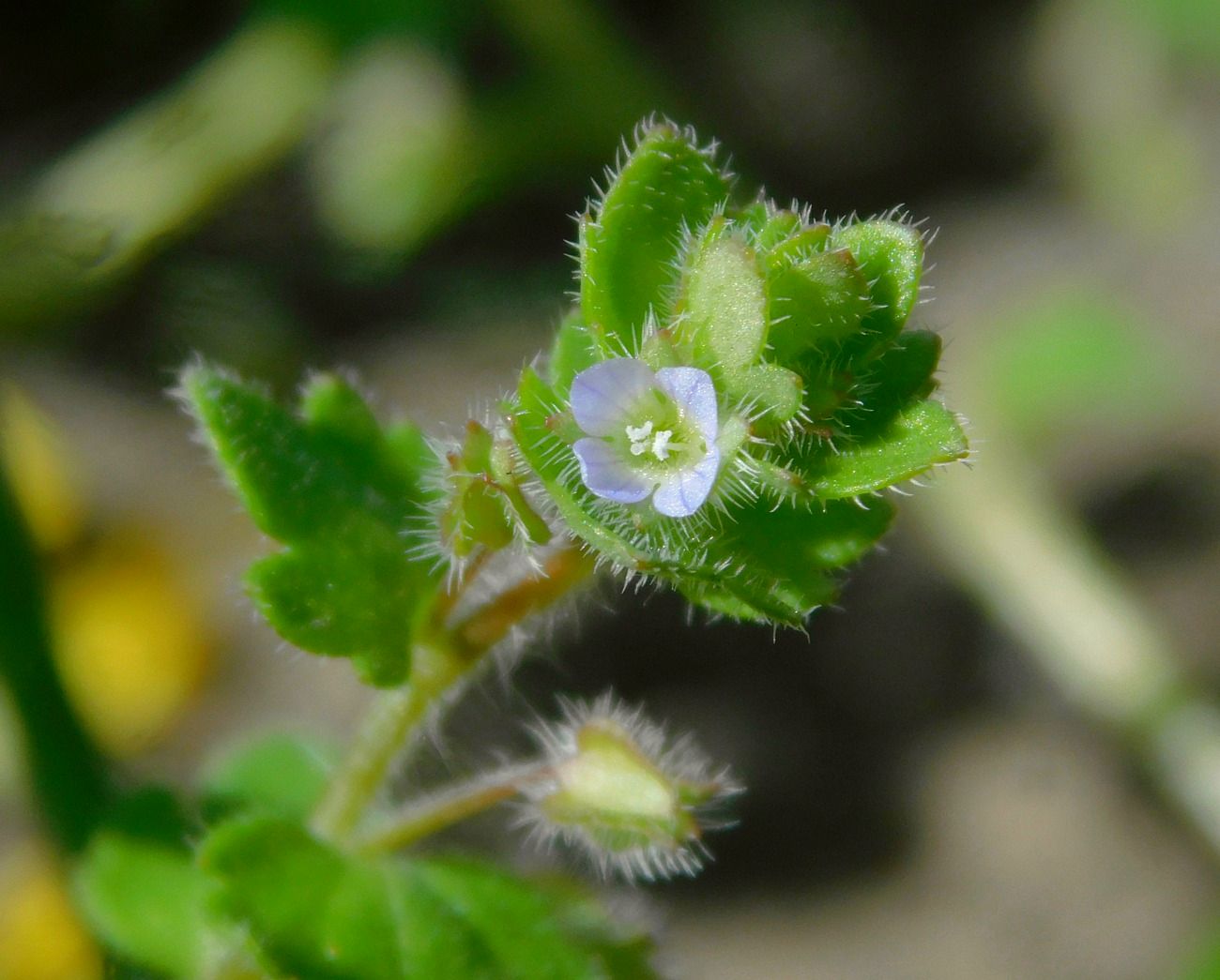 Image of Veronica sublobata specimen.