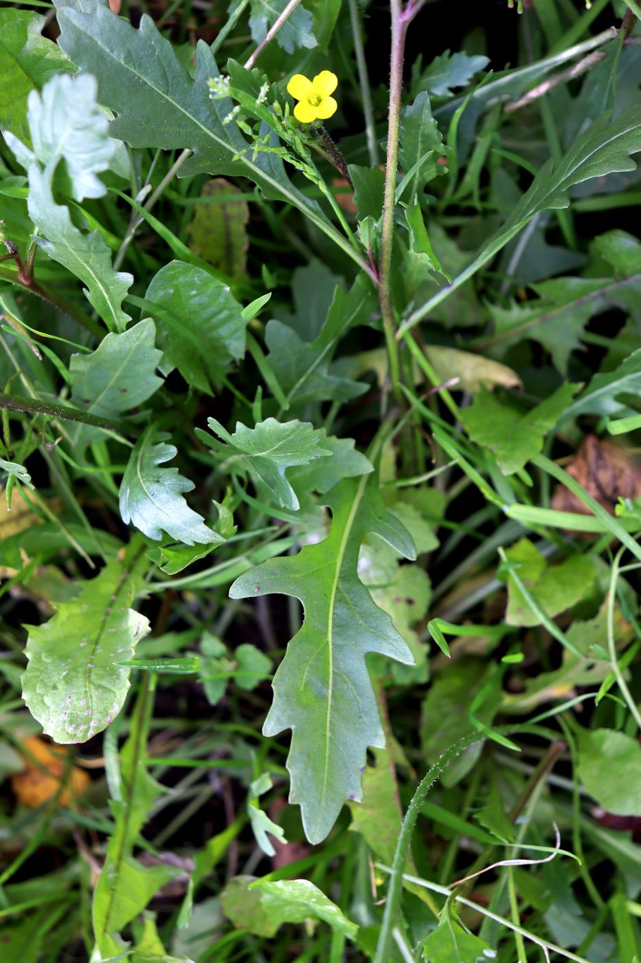 Image of Diplotaxis muralis specimen.