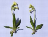 Primula intricata. Цветущие растения. Испания, Каталония, пров. Жирона, комарка Рипольес, муниципалитет Мольо, долина р. Риторт, верхняя часть каменистого склона сев. экспозиции ≈ 1700 м н.у.м, субальпийский луг. 01.05.2023.