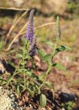 Veronica spicata subspecies bashkiriensis