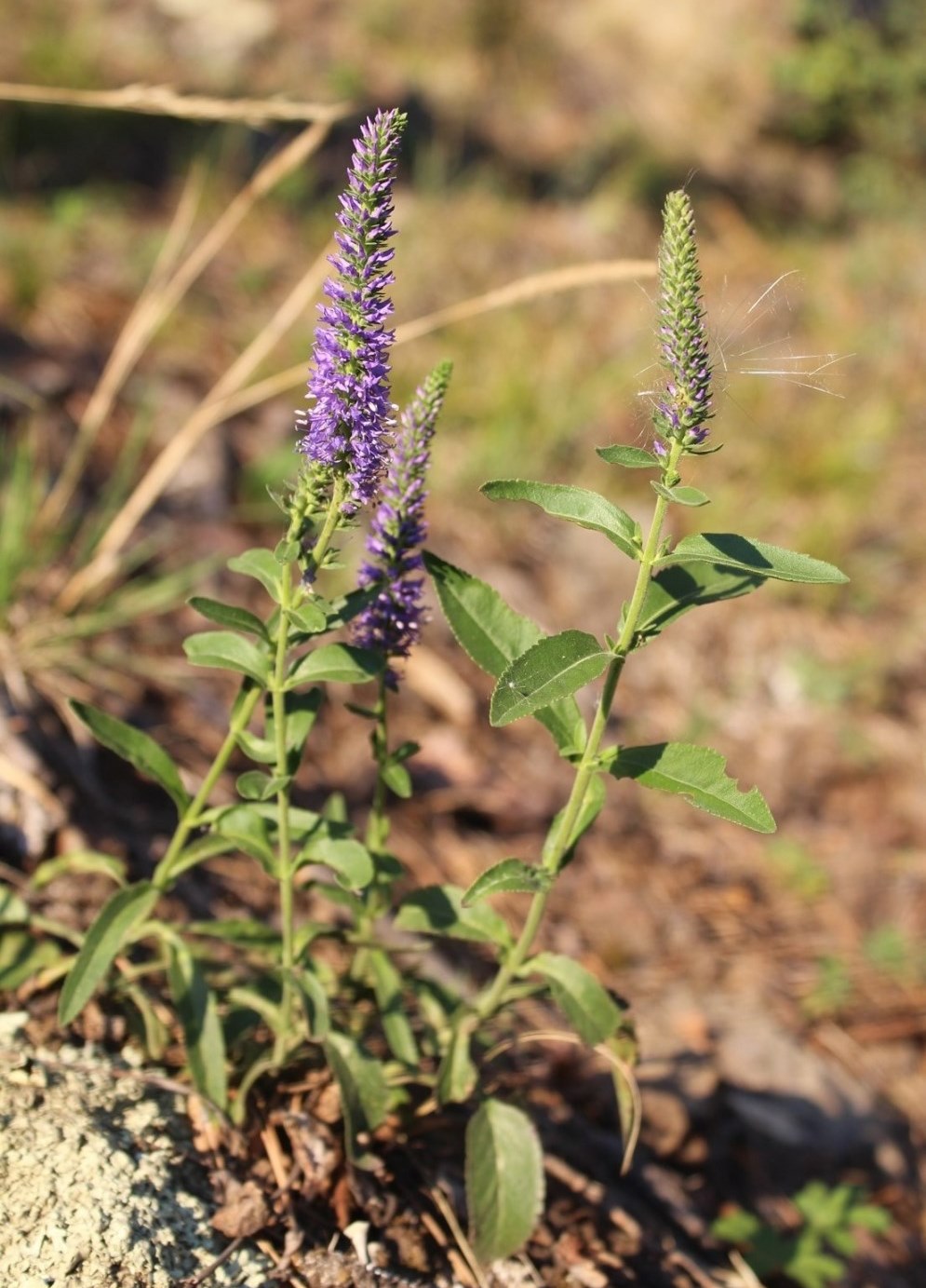 Изображение особи Veronica spicata ssp. bashkiriensis.