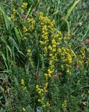 Galium verum